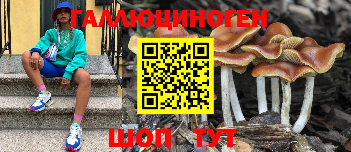 Кулебаки  Галлюциногенные грибы Psilocybine cubensis  Вход с VPN 